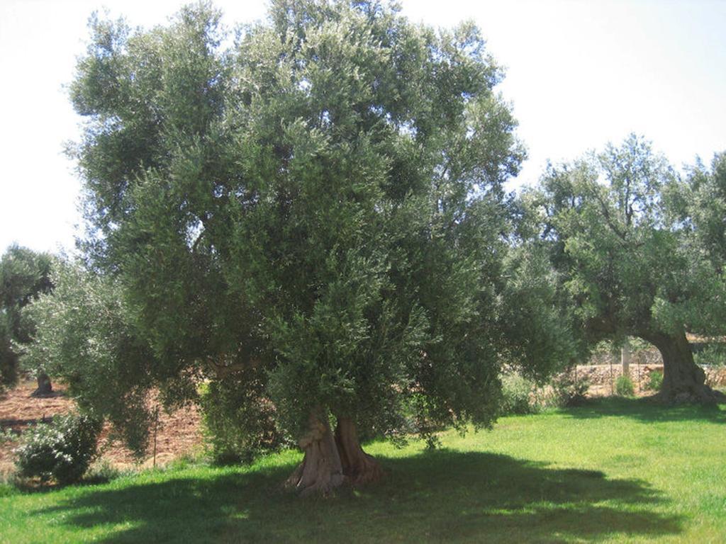 La Vigna Vecchia Guest House Fasano Exterior photo